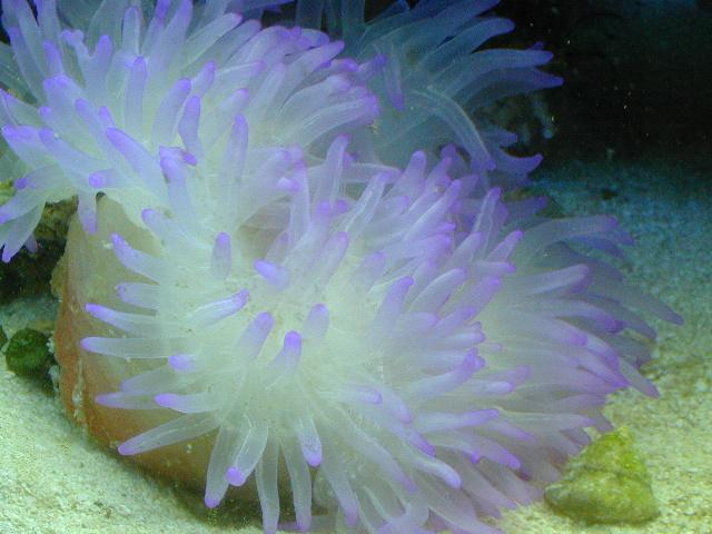 Anemone