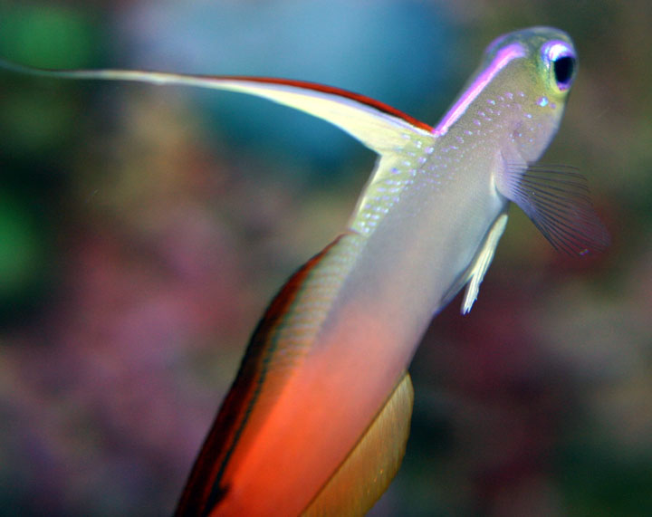 firefish1.jpg