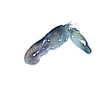 shrimp.jpg