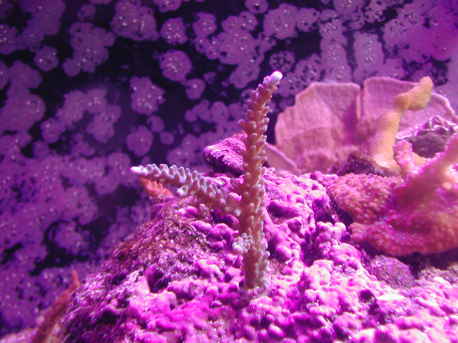 Acropora loisettae (Steve Elias stag)