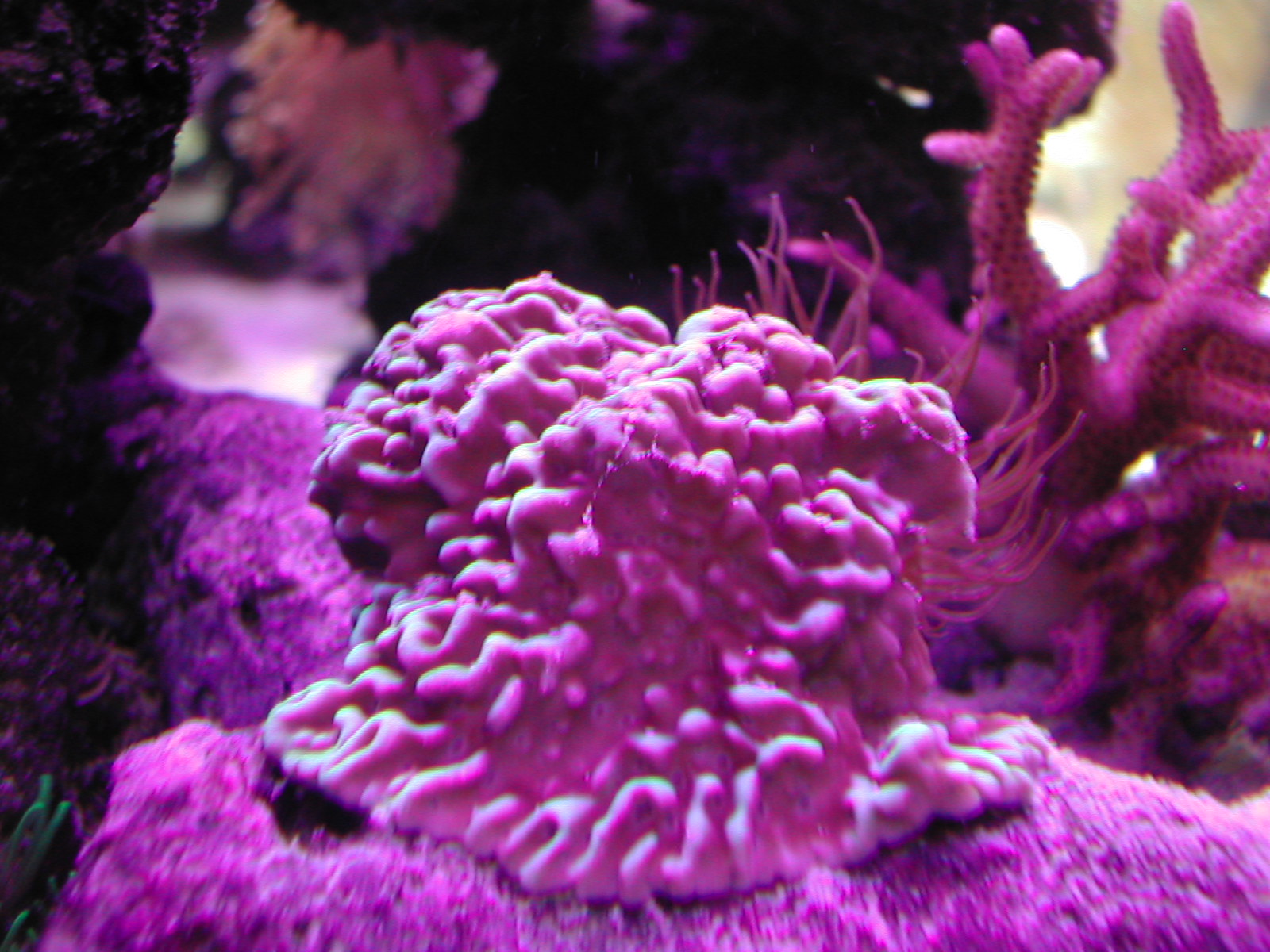 Montipora danae (green but you can't tell)