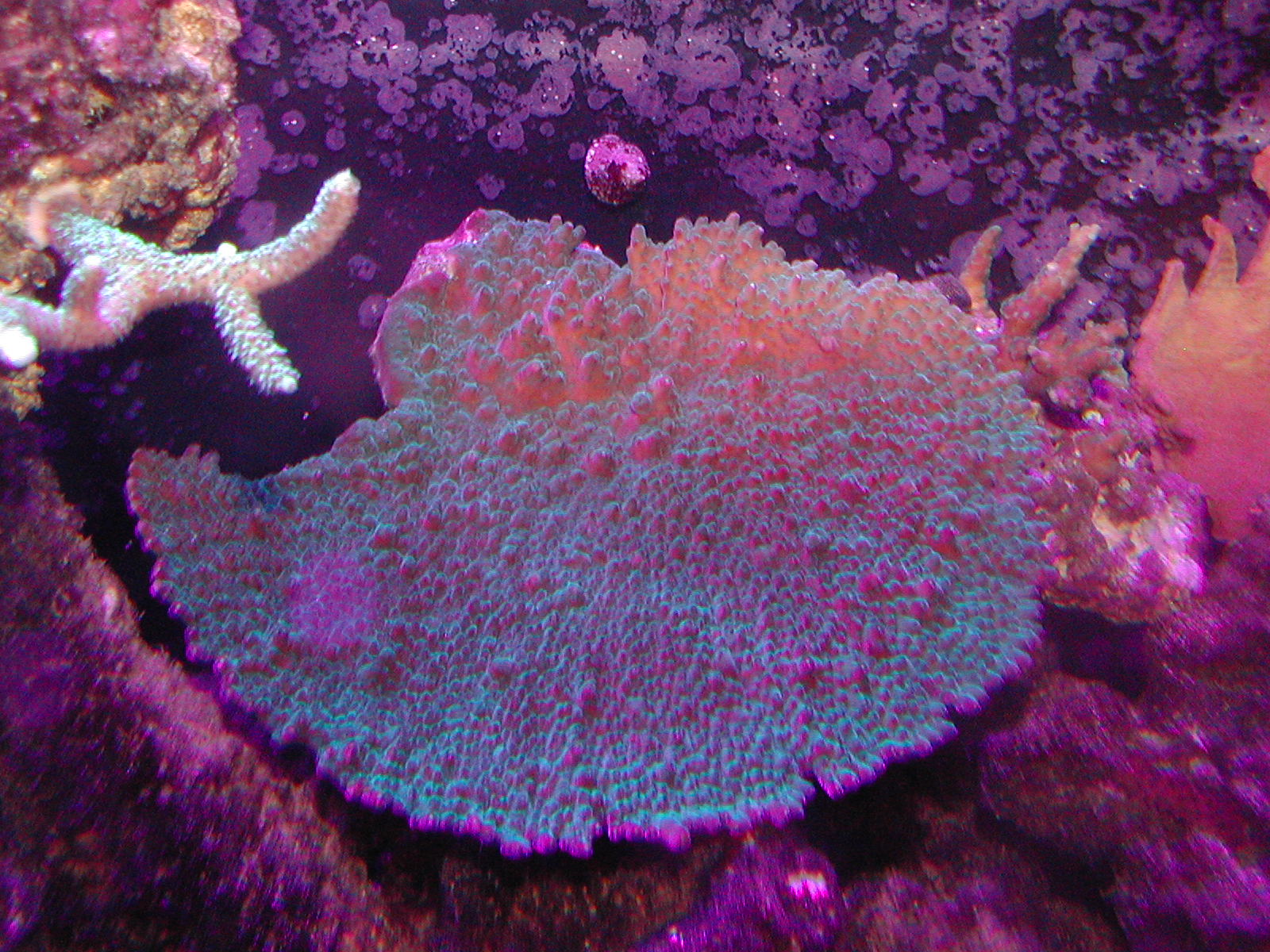 Acropora efflorescens