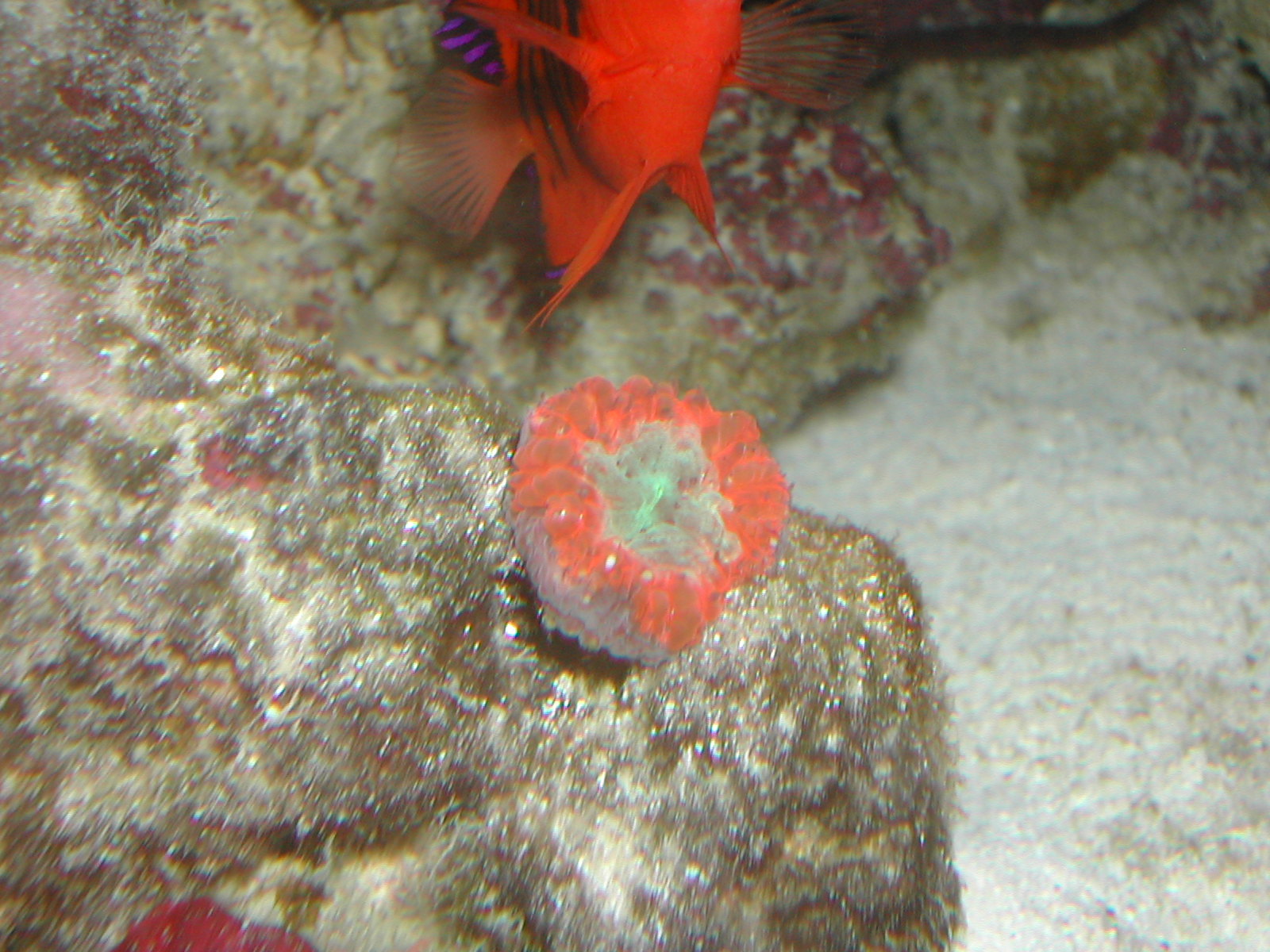 Blastomussa