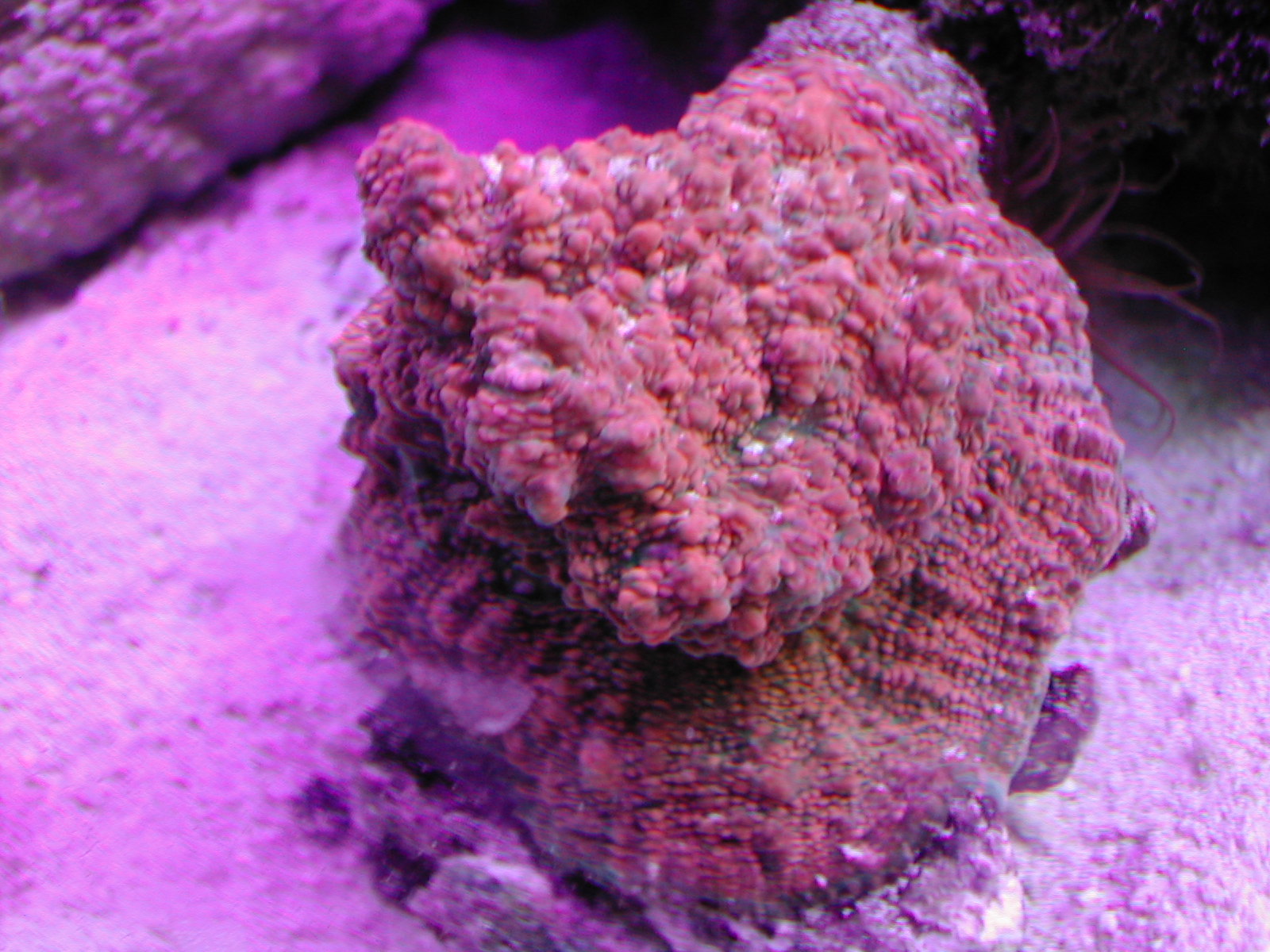 Echinophyllia