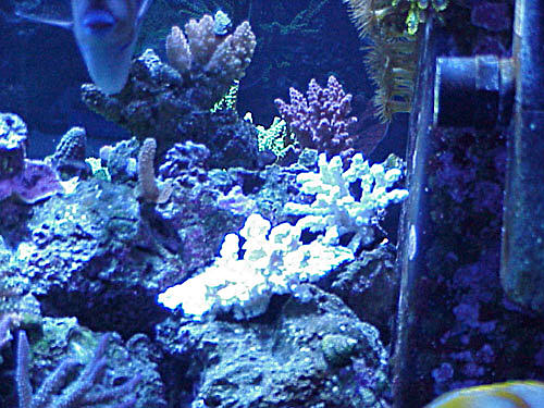 coraldive1.jpg