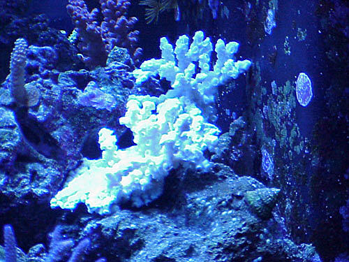 coraldive2.jpg