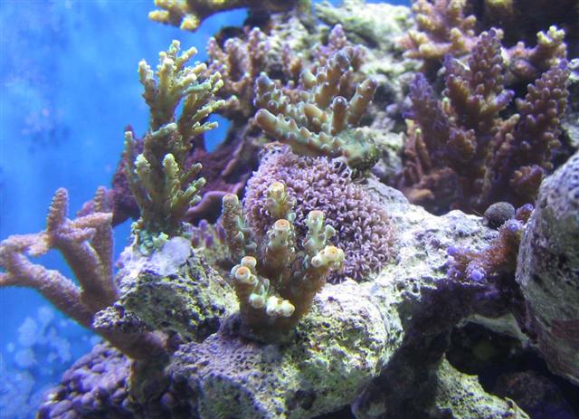 close up center small (Small).jpg