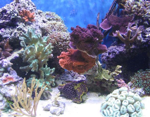 centertank small (Small).jpg
