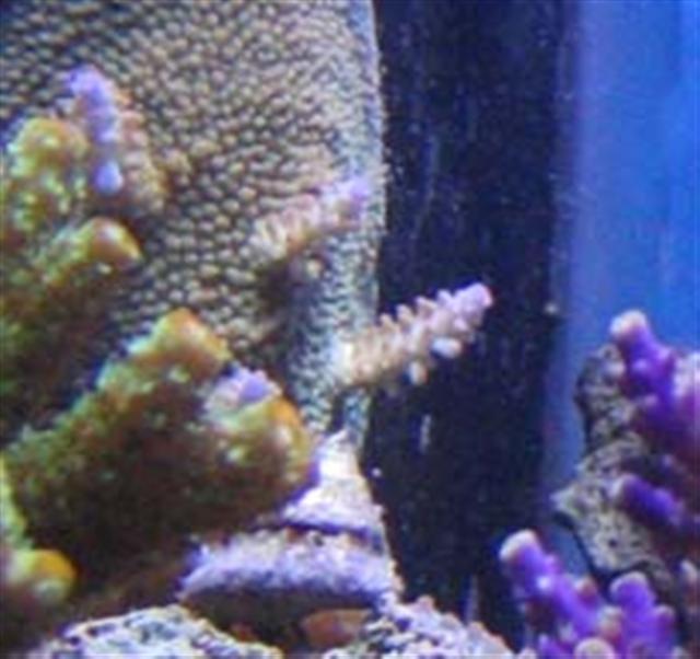 blue tip on overflow small (Small).jpg