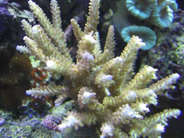 Blue tip close copy (Small).jpg