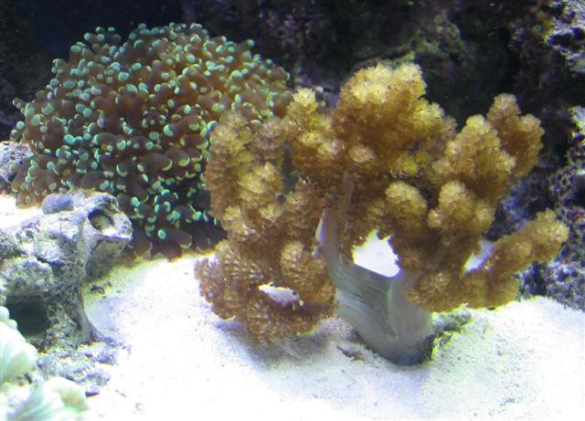 kenyi and frog spawn (Small).jpg
