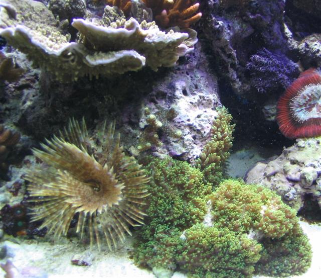 feather duster (Small).jpg
