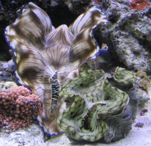 close clam (Small).jpg
