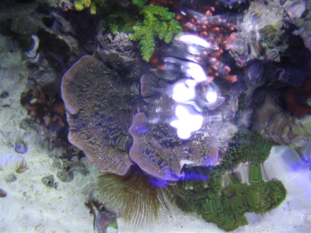 top view pr cap (Small).jpg