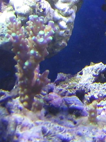 RM acro frag (Small).jpg