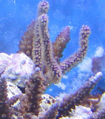 purple Gorgonia (Small).jpg