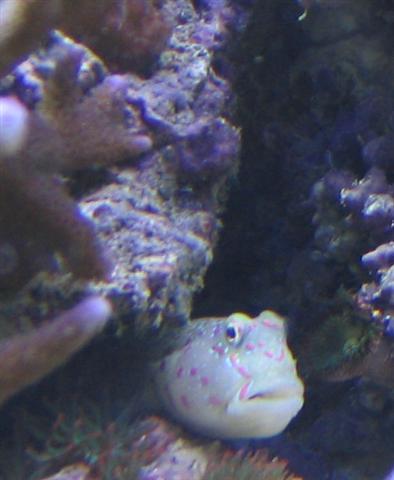 goby (Small).jpg