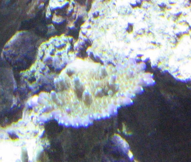 efflo frag (Small).jpg