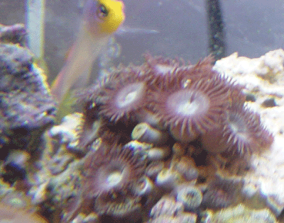 redsnfish.gif