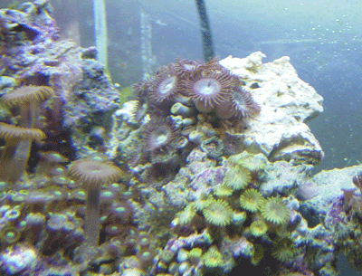 zoosgroup3.gif