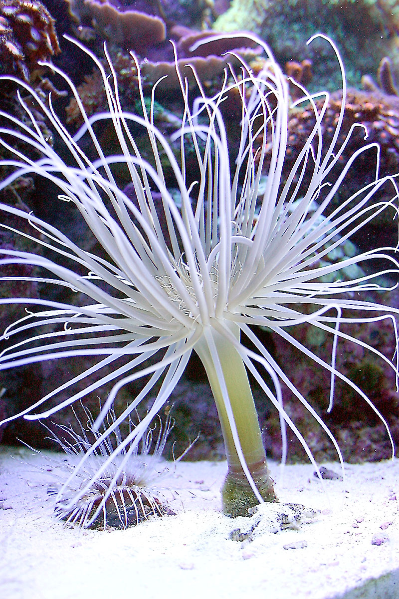 Anemonetree.jpg