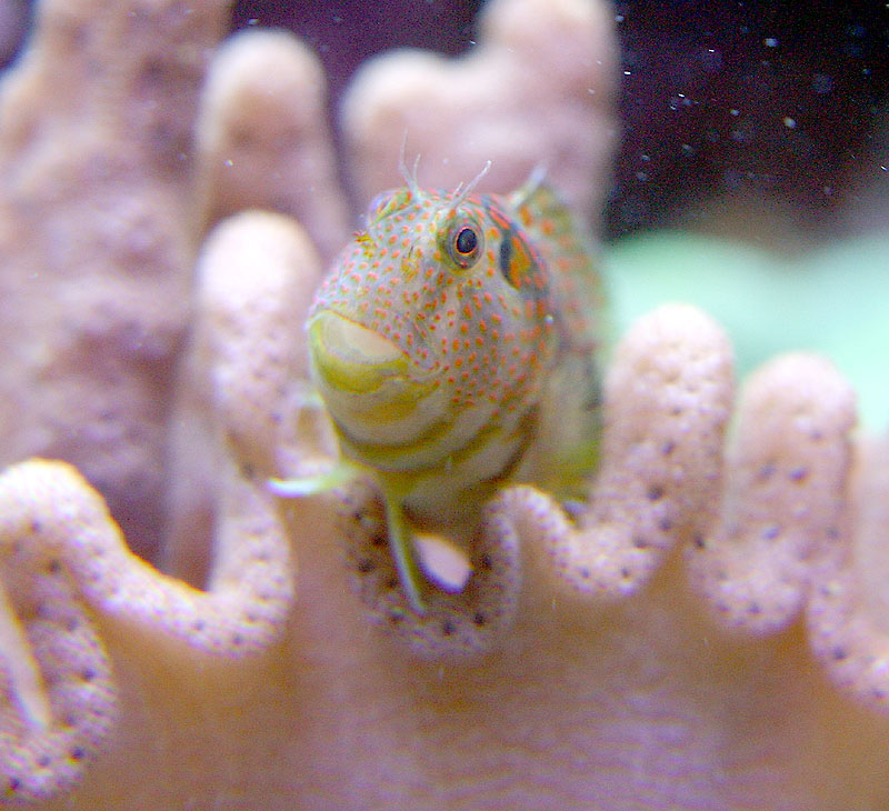 blenny61504.jpg