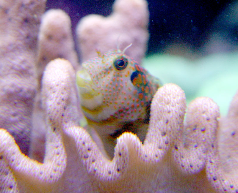 blenny2,61504.jpg
