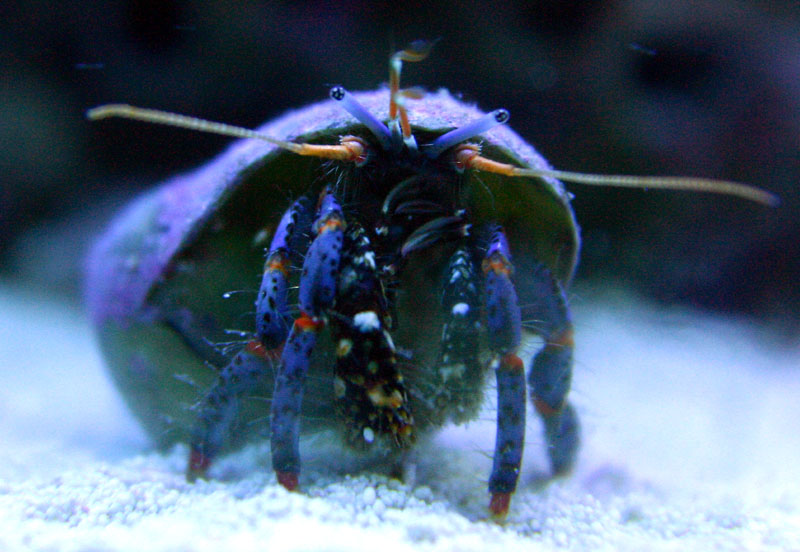 hermit61504.jpg