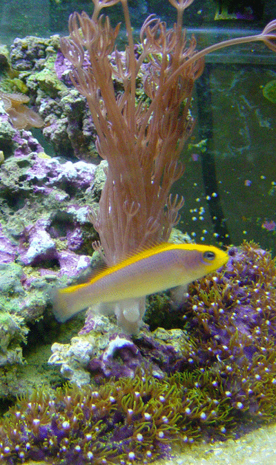 fishnforxenia.gif