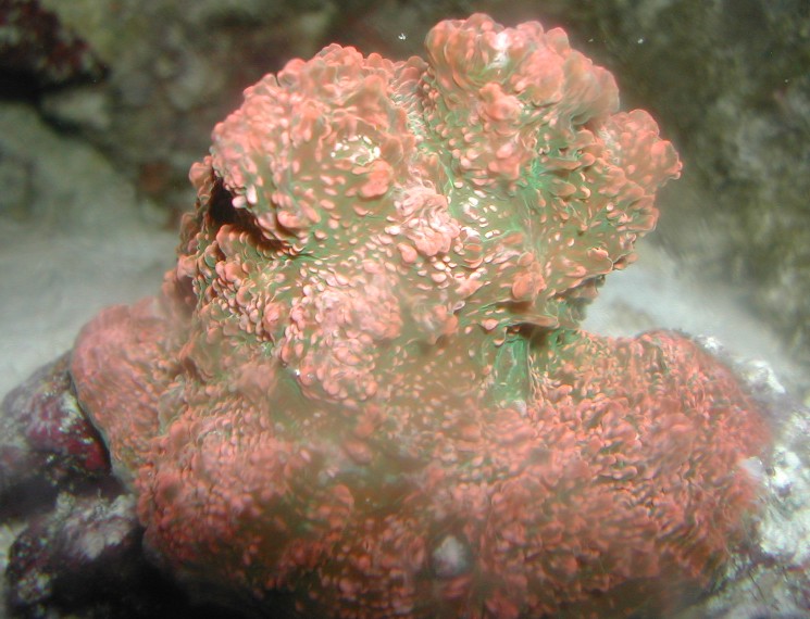 Echinophyllia