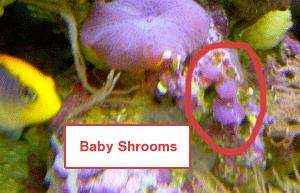 babyshrooms.gif