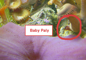 babypaly.gif