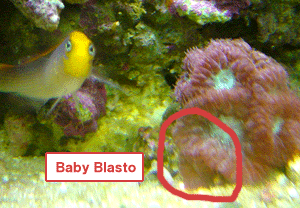 babyblasto.gif