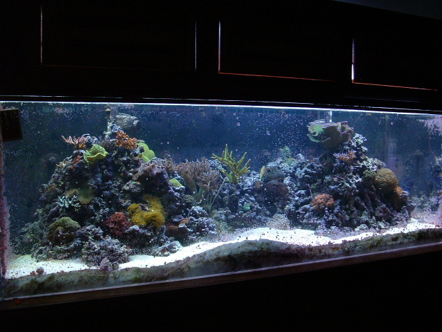 tank07-11-04.JPG