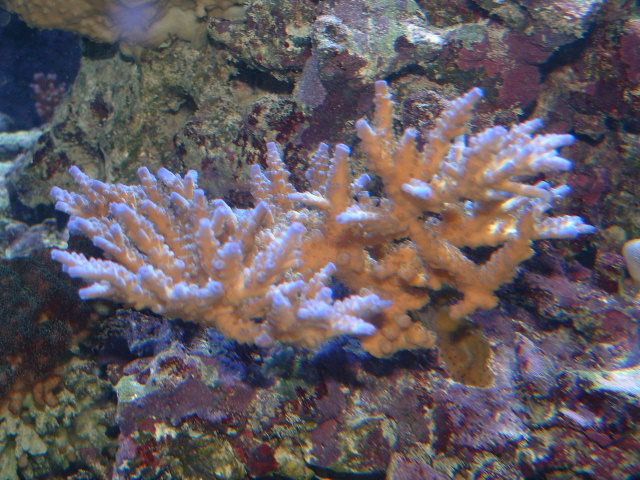 bluetip07-11-04.JPG