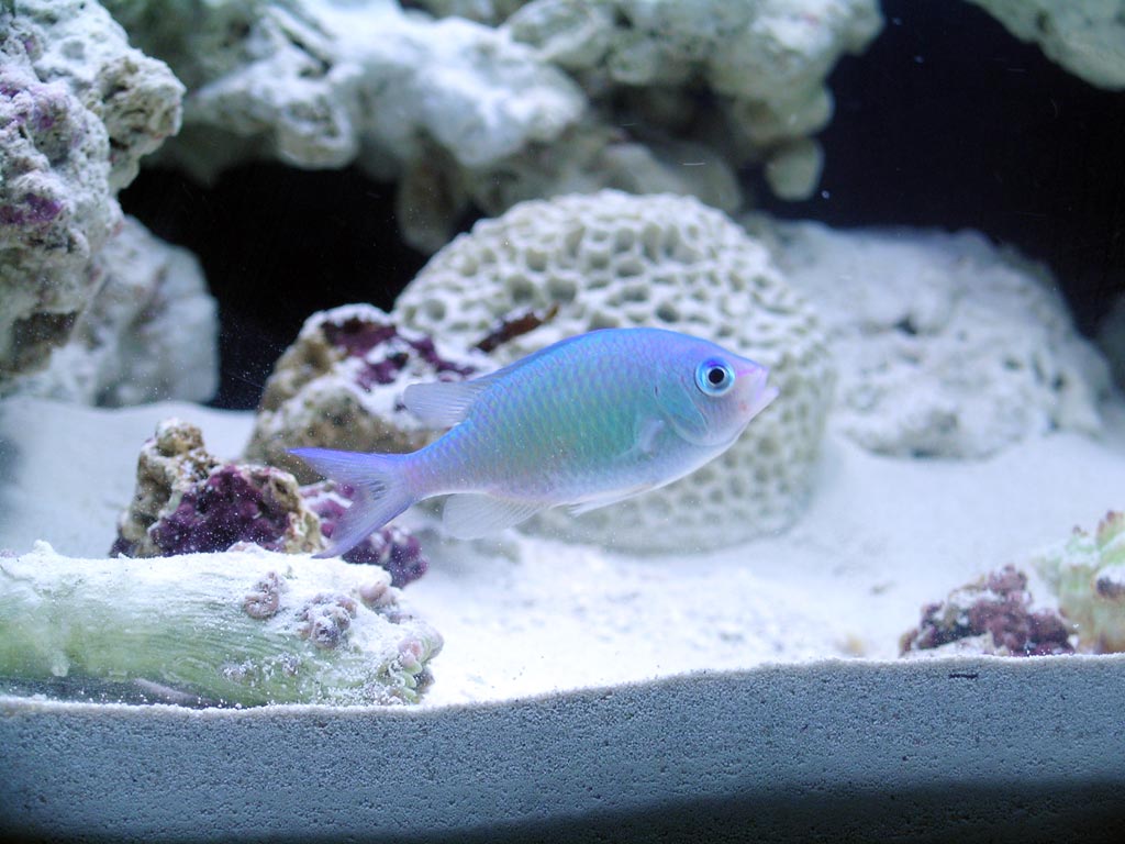 Here is my chromis. His name is Milton