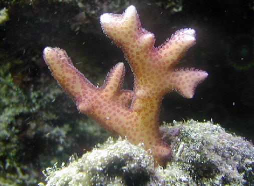 Seriotopora