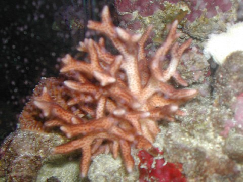 Seriotopora