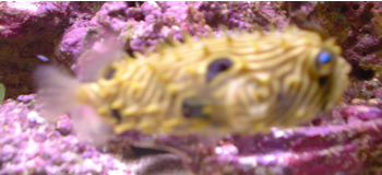 Stripped Burrfish 2