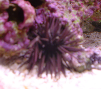 sea urchin