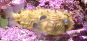 Stripped Burrfish 1