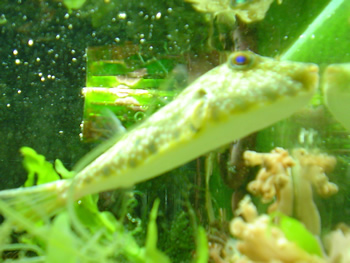 checker puffer 1