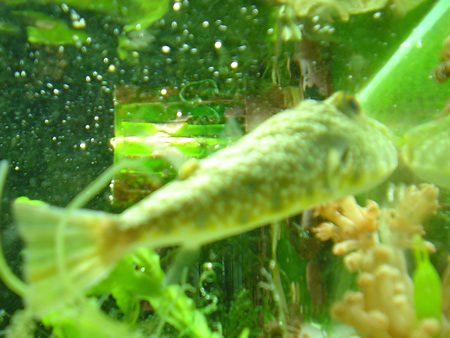 checker puffer 2