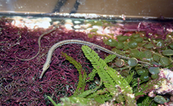 pipefish2.jpg