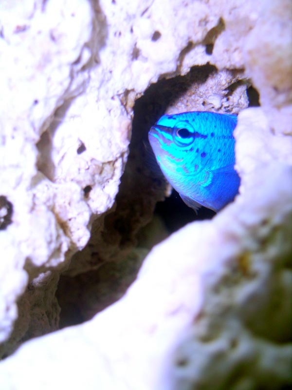 Here he is in his hiding spot