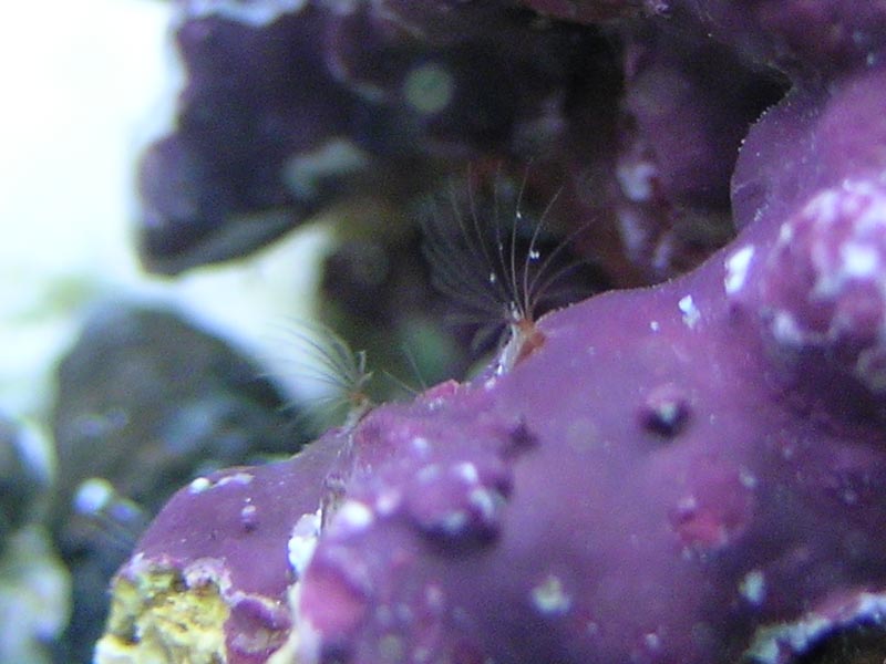 Closeup