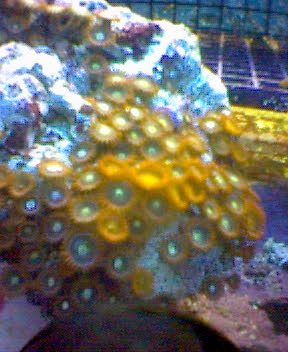 $20 frag from WW that I really want