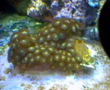 Frag in the HUGE walk around square in the front.