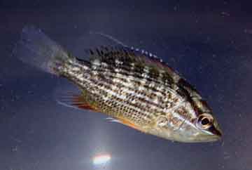 ID1.jpg