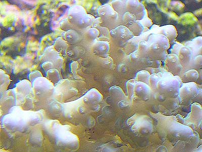 acropora-4.jpg